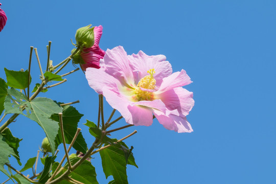 木芙蓉