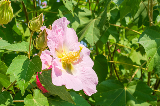 木芙蓉