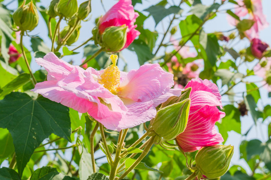 木芙蓉