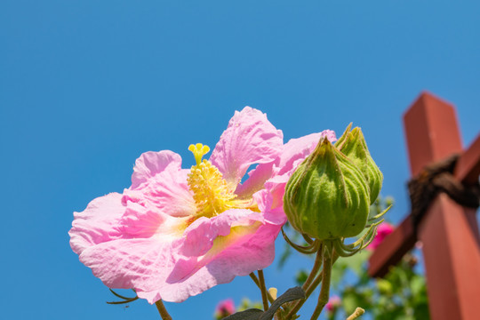 木芙蓉