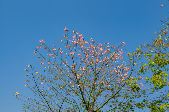 紫荆花