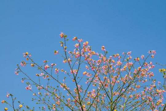 紫荆花