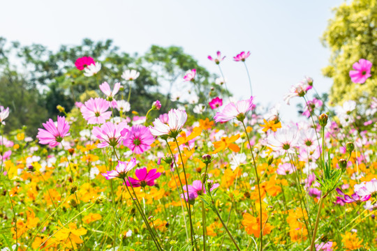 花海