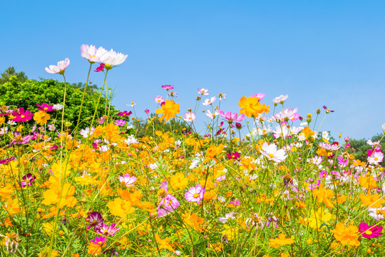 花海