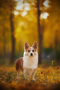 柯基犬