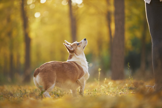 柯基犬