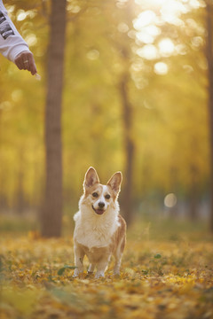 柯基犬