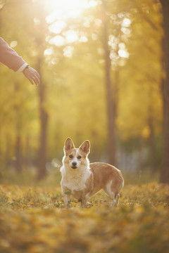 柯基犬