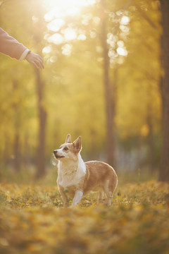 柯基犬