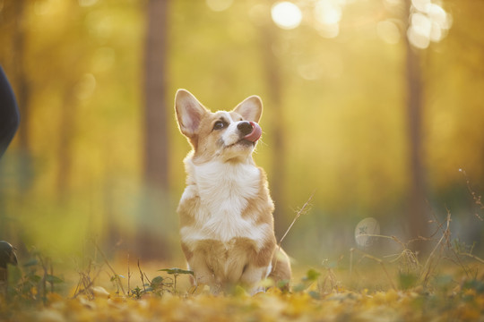 柯基犬