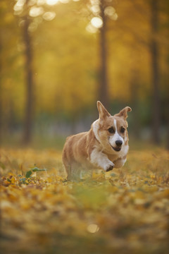 柯基犬