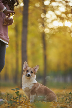 柯基犬