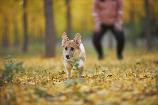 柯基犬