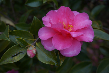 茶梅 山茶花