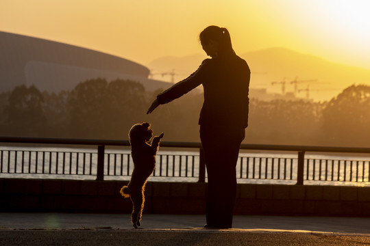 夕阳下的女人和狗