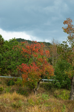 秋天的木梓树