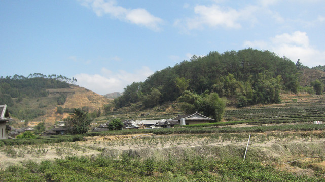 田野