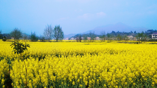 油菜花