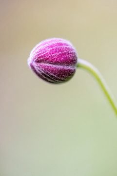 鲜花花朵微距特写