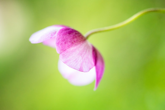 鲜花花朵微距特写