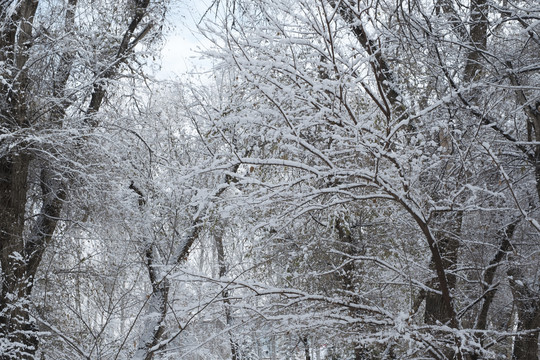 雪景