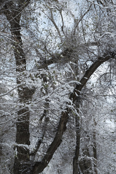 雪景