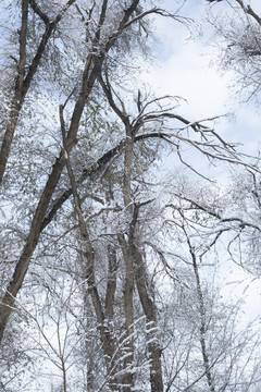 冬雪