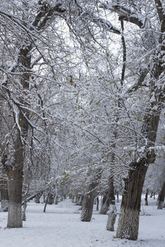 雪景