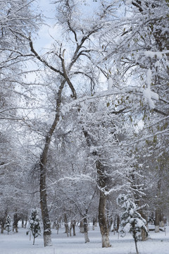 雪景