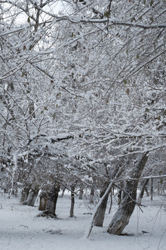 雪林