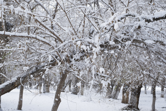 雪景