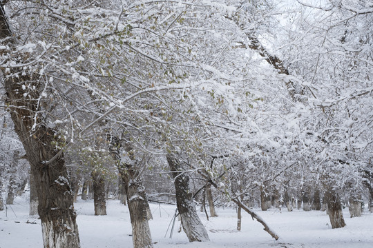 雪林