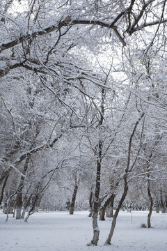 雪林