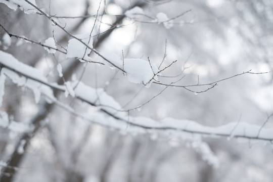 雪林