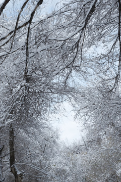 雪林