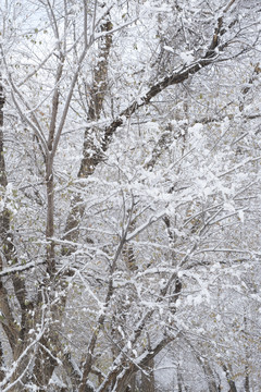 雪林