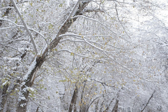 雪景