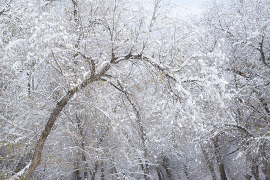 雪景