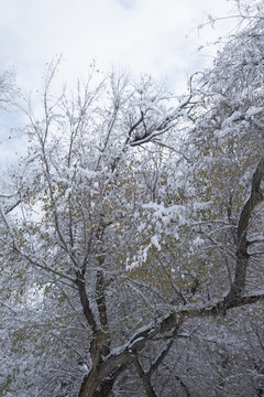 雪景