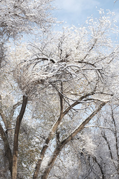 雪景