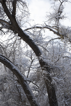 冬雪