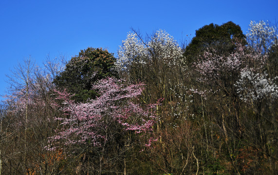 迎春花开