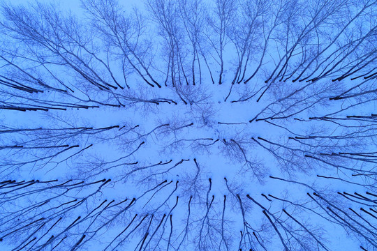 航拍雪原雪域树林