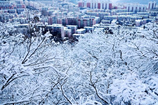 东北城市雾凇