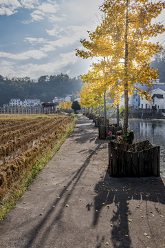 銀杏