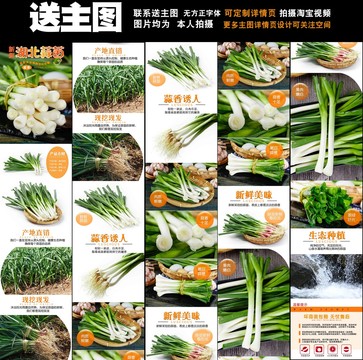 紅皮蒜苗詳情
