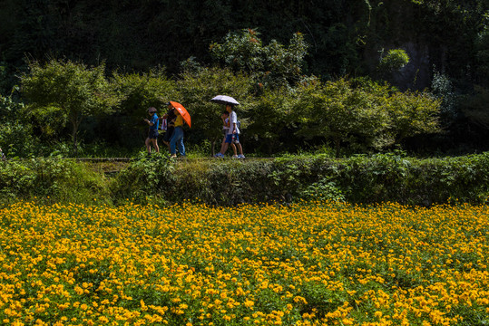 行人走过花田