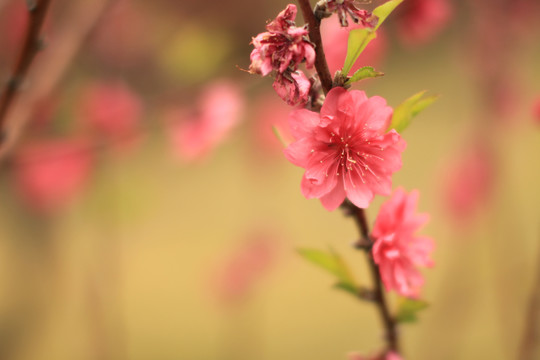 桃花