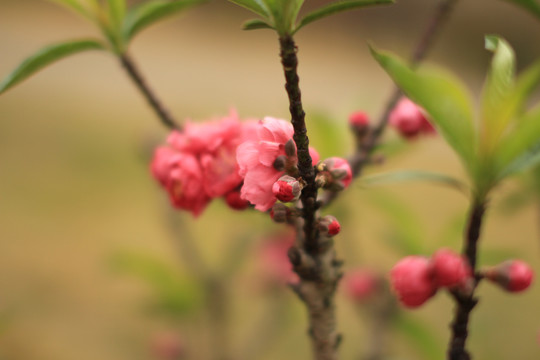 桃花