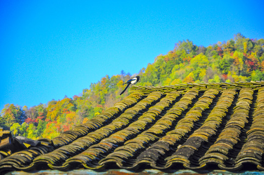 屋顶喜鹊